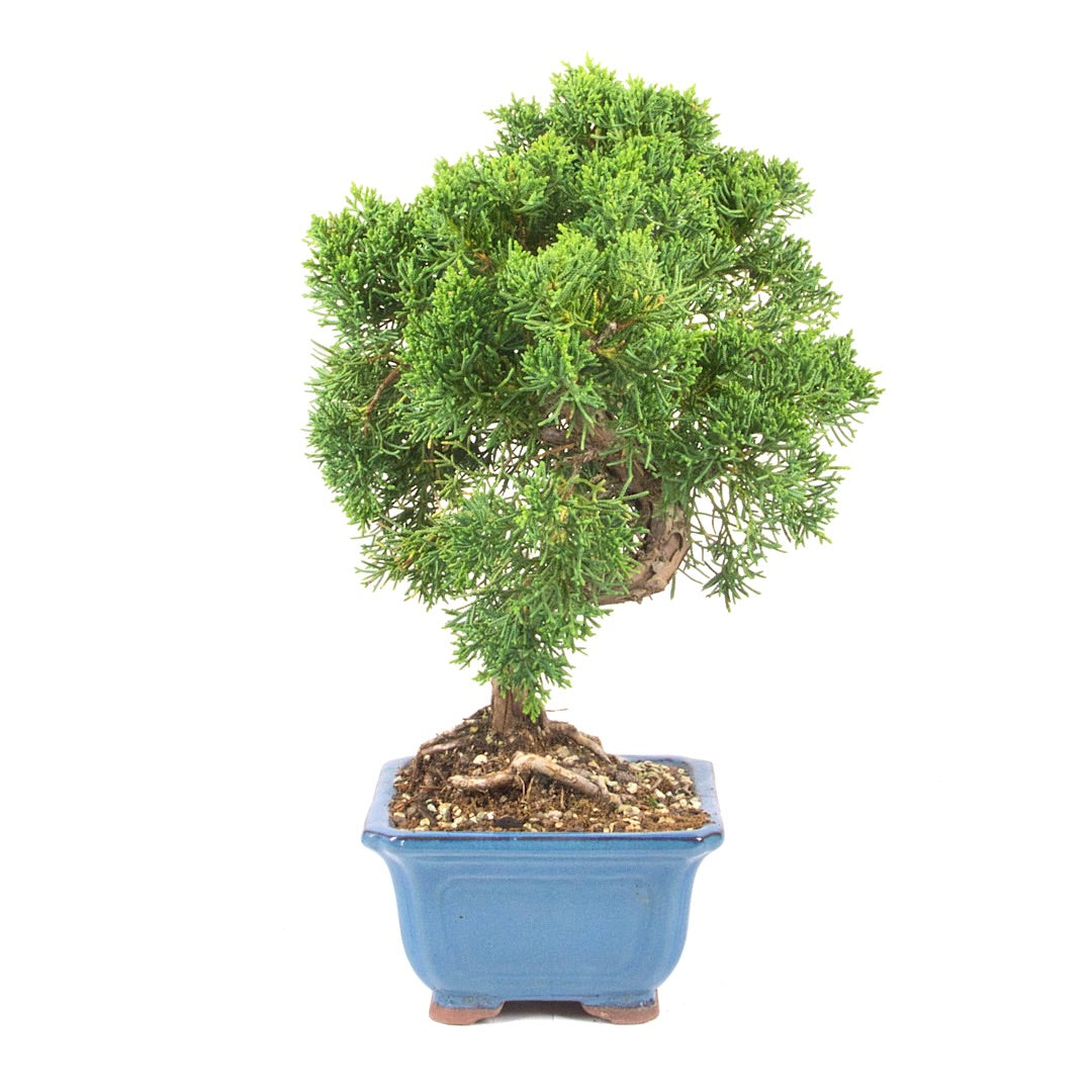 Chinesischer Wacholder 'Juniperus chinensis kyushu'