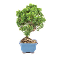 Chinesischer Wacholder 'Juniperus chinensis kyushu'