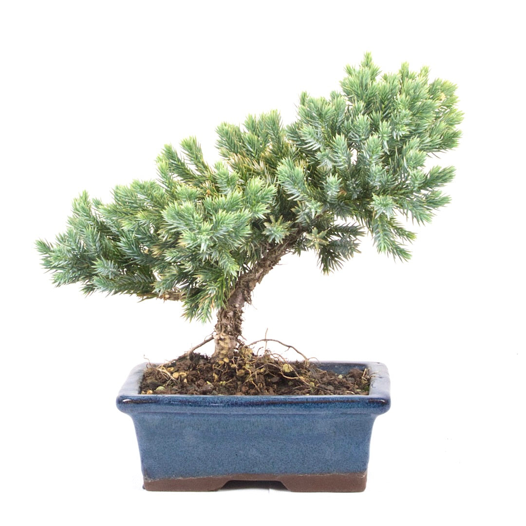 Kissen Wacholder 'Juniperus procumbens Nana'