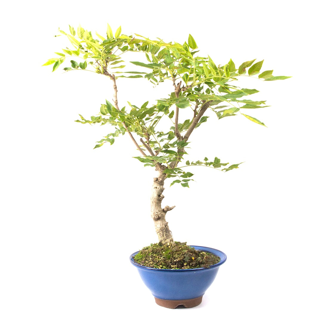 Blauregen 'Wisteria floribunda'