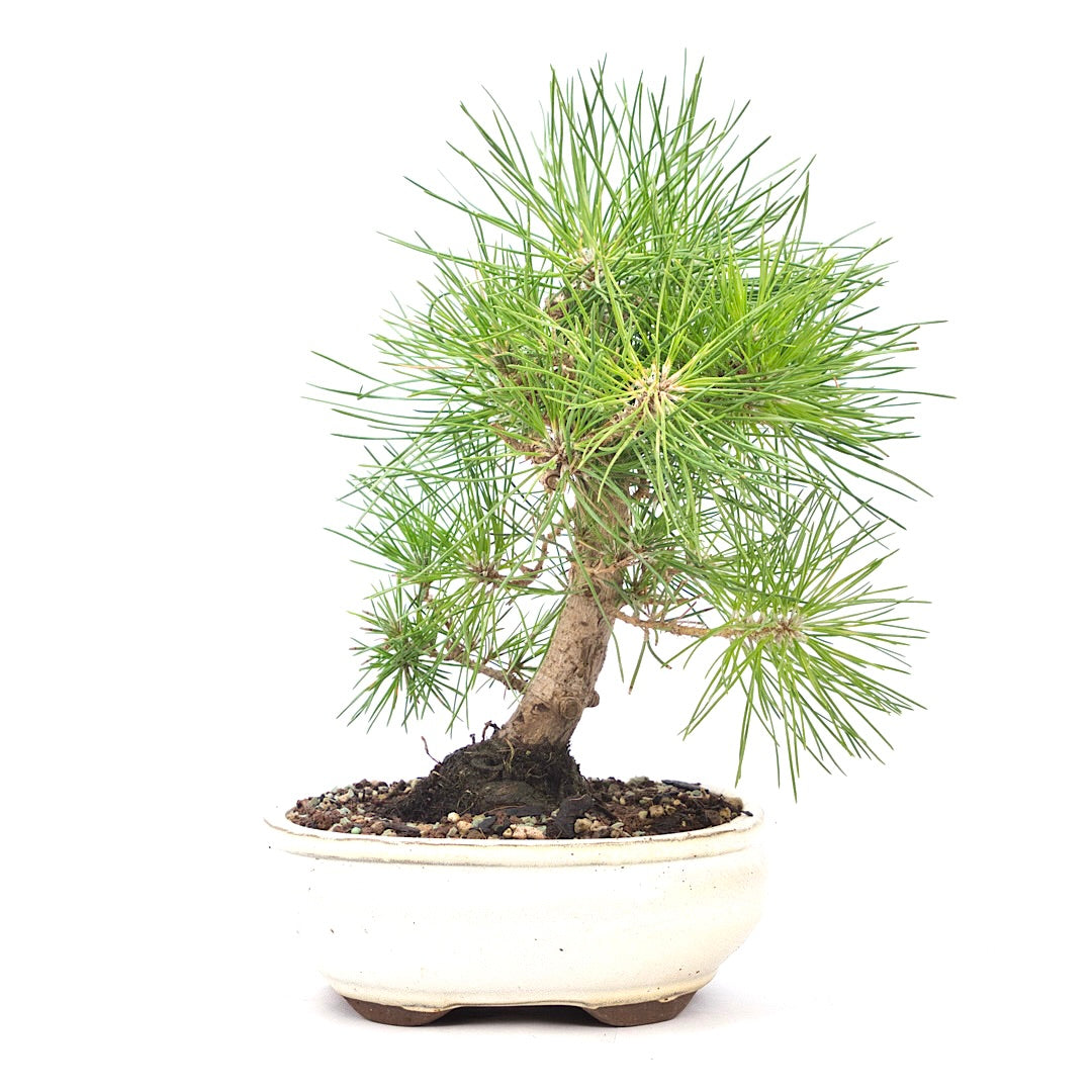 Japanische Schwarzkiefer 'Pinus thunbergii'