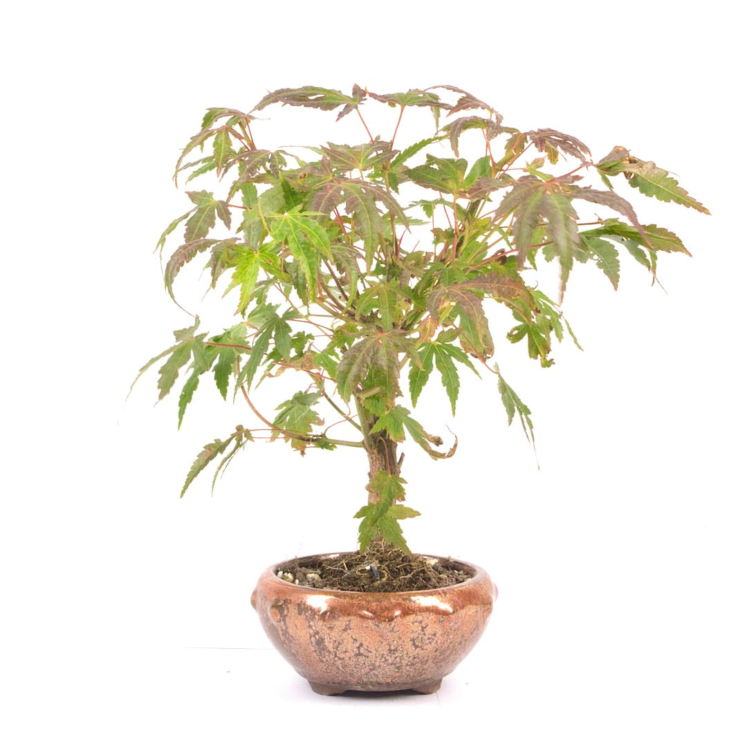 Fächer-Ahorn 'Acer palmatum'