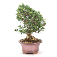 Wild-Olive 'Olea europaea sylvestris '