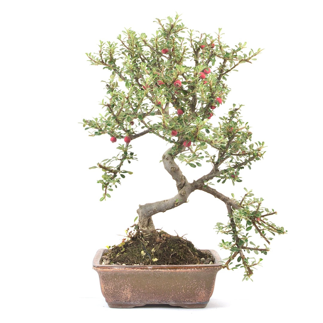 Fächer- Zwergmispel 'Cotoneaster horizontalis'