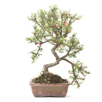 Fächer- Zwergmispel 'Cotoneaster horizontalis'