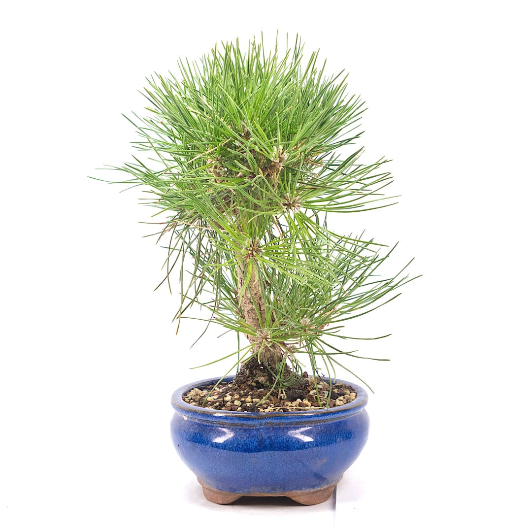 Japanische Schwarzkiefer 'Pinus thunbergii'