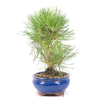 Japanische Schwarzkiefer 'Pinus thunbergii'