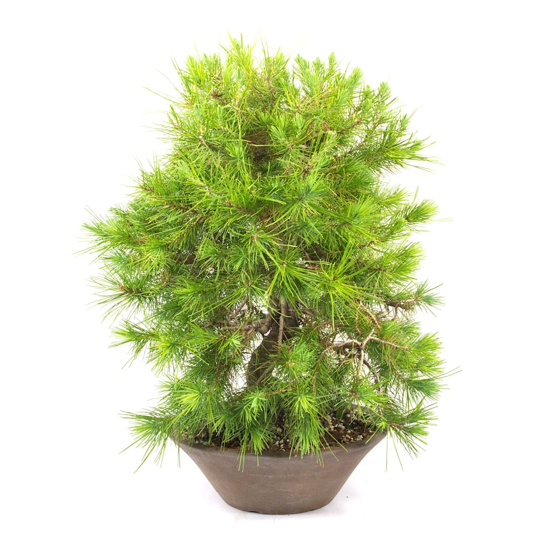Aleppo-Kiefer 'Pinus halepensis'