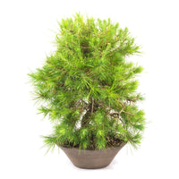 Aleppo-Kiefer 'Pinus halepensis'