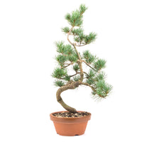 Mädchenkiefer 'Pinus parviflora'