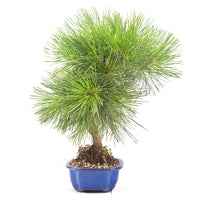 Japanische Schwarzkiefer 'Pinus thunbergii'