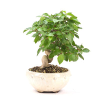Koreanische Hainbuche ‚Carpinus turczaninowi‘