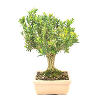 Chinesischer Buchsbaum 'Buxus harlandii'