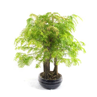 Urwelt Mammutbaum Wald 'Metasequoia glyptostroboides'