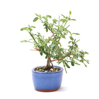 Winterjasmin 'Jasminum nudiforum'
