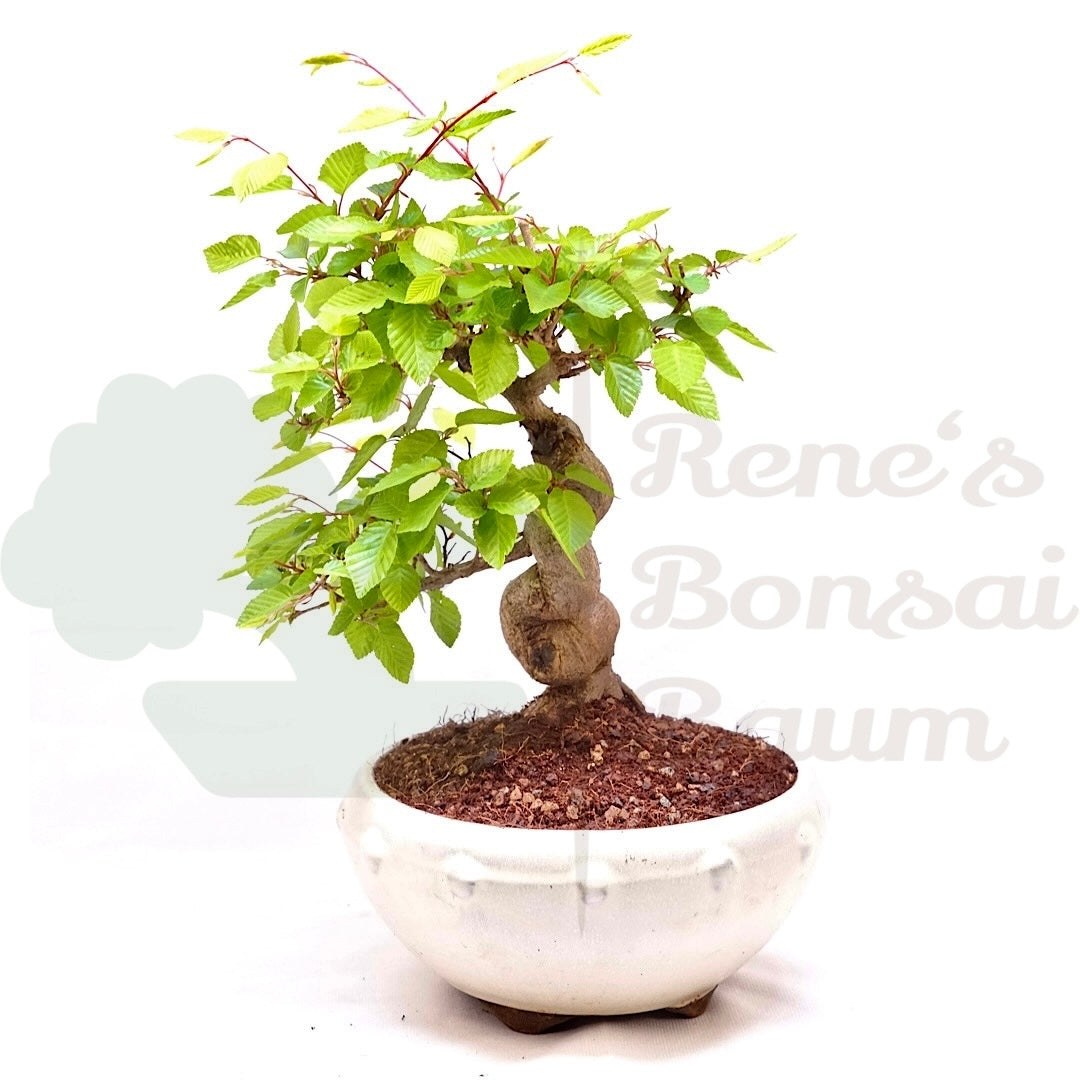 Koreanische Hainbuche ‚Carpinus turczaninowi‘