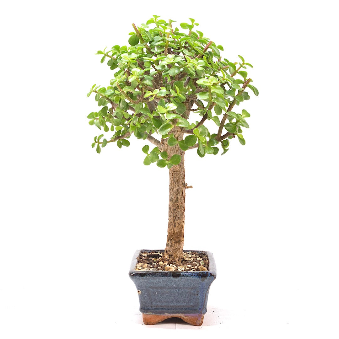 Speckbaum 'Portulacaria afra'