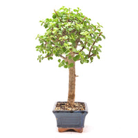 Speckbaum 'Portulacaria afra'