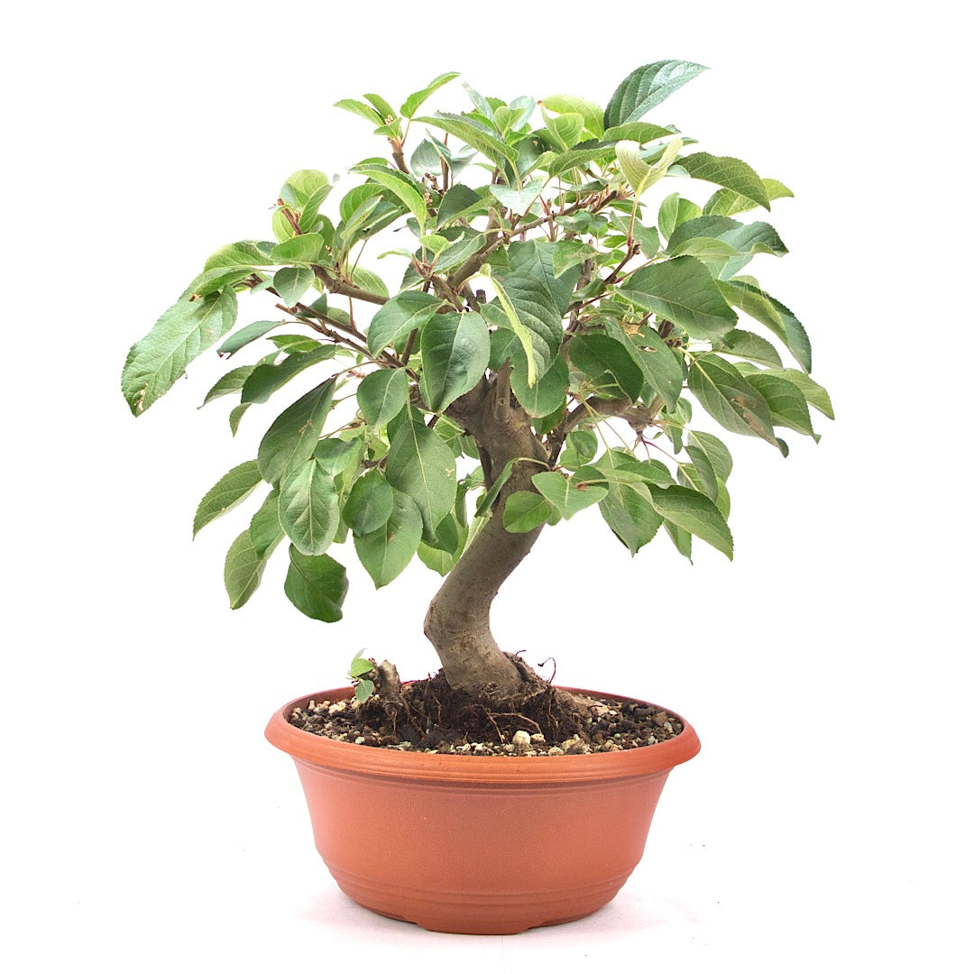 Zierapfel 'Malus spec.'