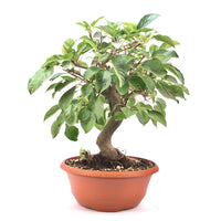 Zierapfel 'Malus spec.'