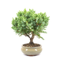 Kissen Wacholder 'Juniperus procumbens Nana'