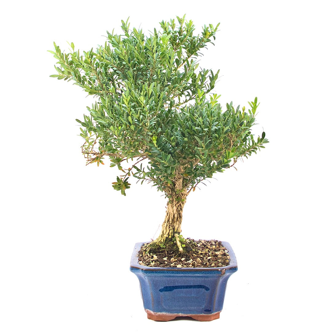 Chinesischer Buchsbaum 'Buxus harlandii'