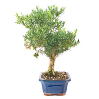 Chinesischer Buchsbaum 'Buxus harlandii'