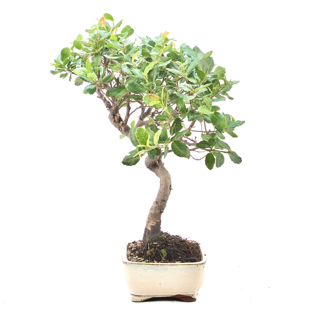 Kork-Eiche 'Quercus suber'