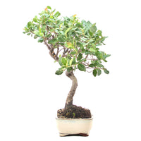 Kork-Eiche 'Quercus suber'