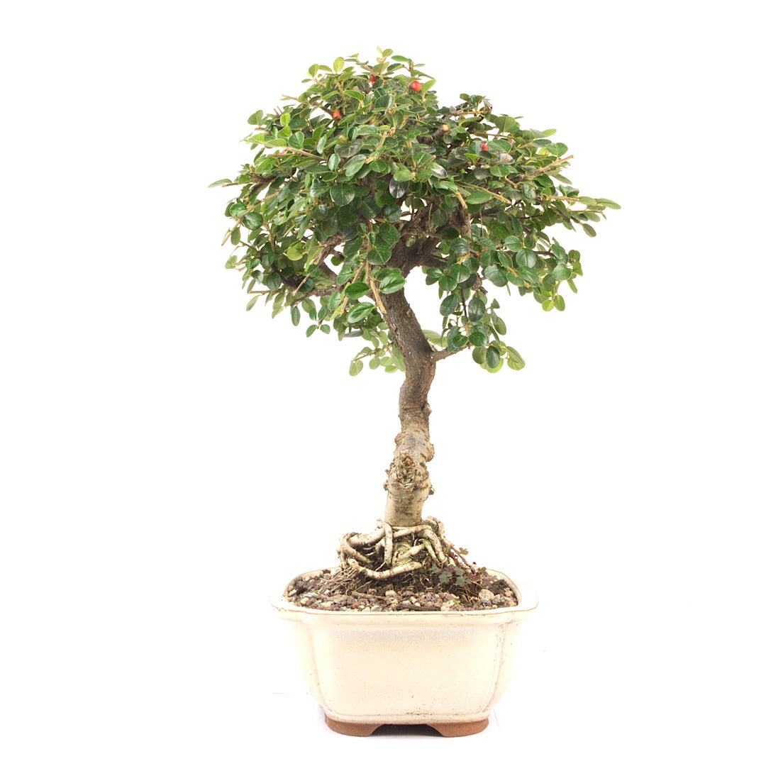 Fächer- Zwergmispel 'Cotoneaster horizontalis'