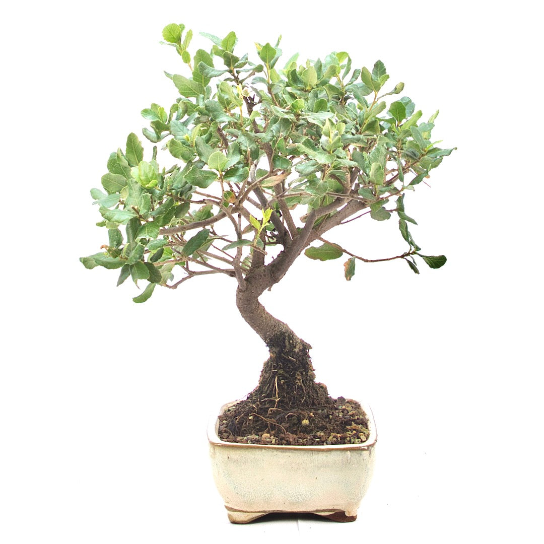 Kork-Eiche 'Quercus suber'