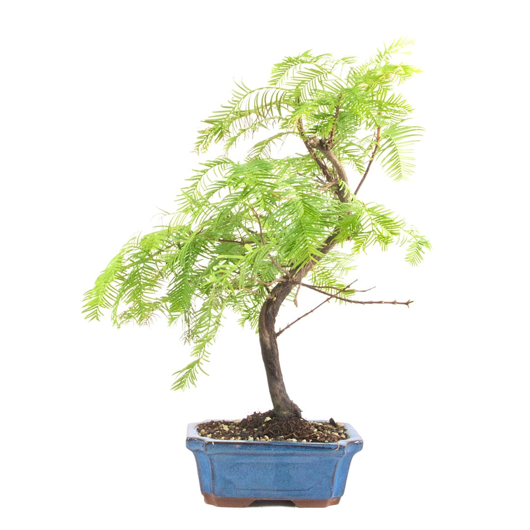 Urwelt Mammutbaum 'Metasequoia glyptostroboides'