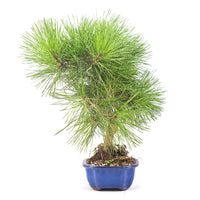 Japanische Schwarzkiefer 'Pinus thunbergii'