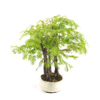 Urwelt Mammutbaum Wald 'Metasequoia glyptostroboides'