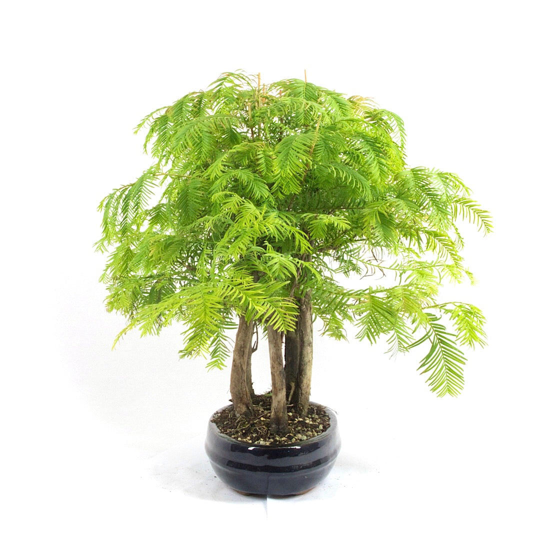 Urwelt Mammutbaum Wald 'Metasequoia glyptostroboides'