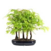 Urwelt Mammutbaum Wald 'Metasequoia glyptostroboides'