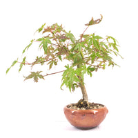 Fächer-Ahorn 'Acer palmatum'