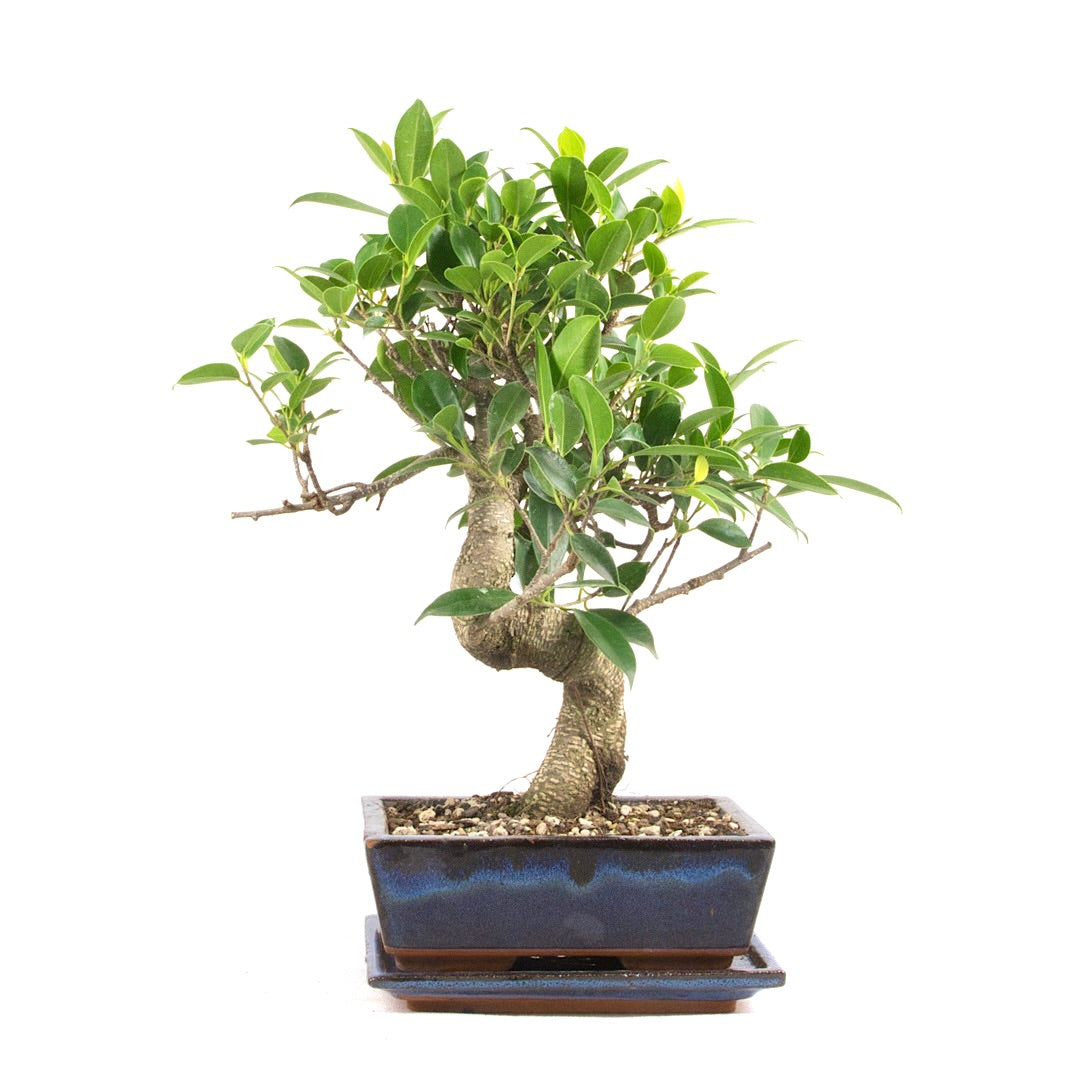 Chinesische Feige 'Ficus Retusa'