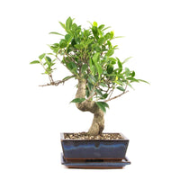 Chinesische Feige 'Ficus Retusa'