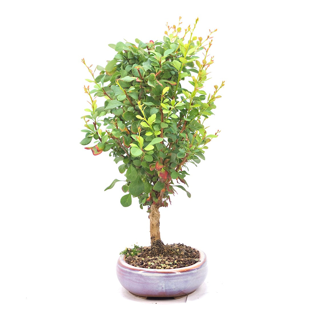 Berberitze 'Berberis
