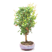Berberitze 'Berberis