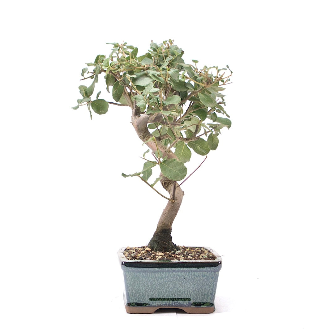 Kork-Eiche 'Quercus suber'