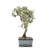 Kork-Eiche 'Quercus suber'