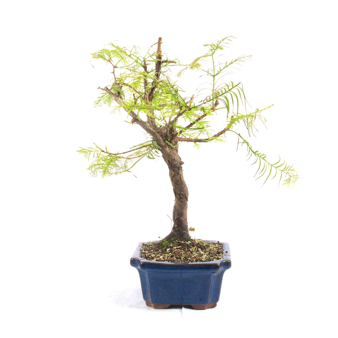 Urwelt Mammutbaum 'Metasequoia glyptostroboides'