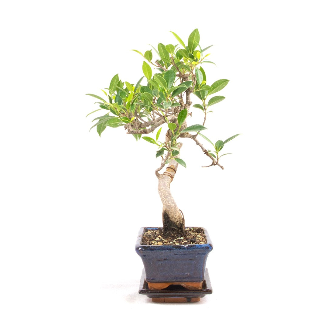 Chinesische Feige 'Ficus Retusa'