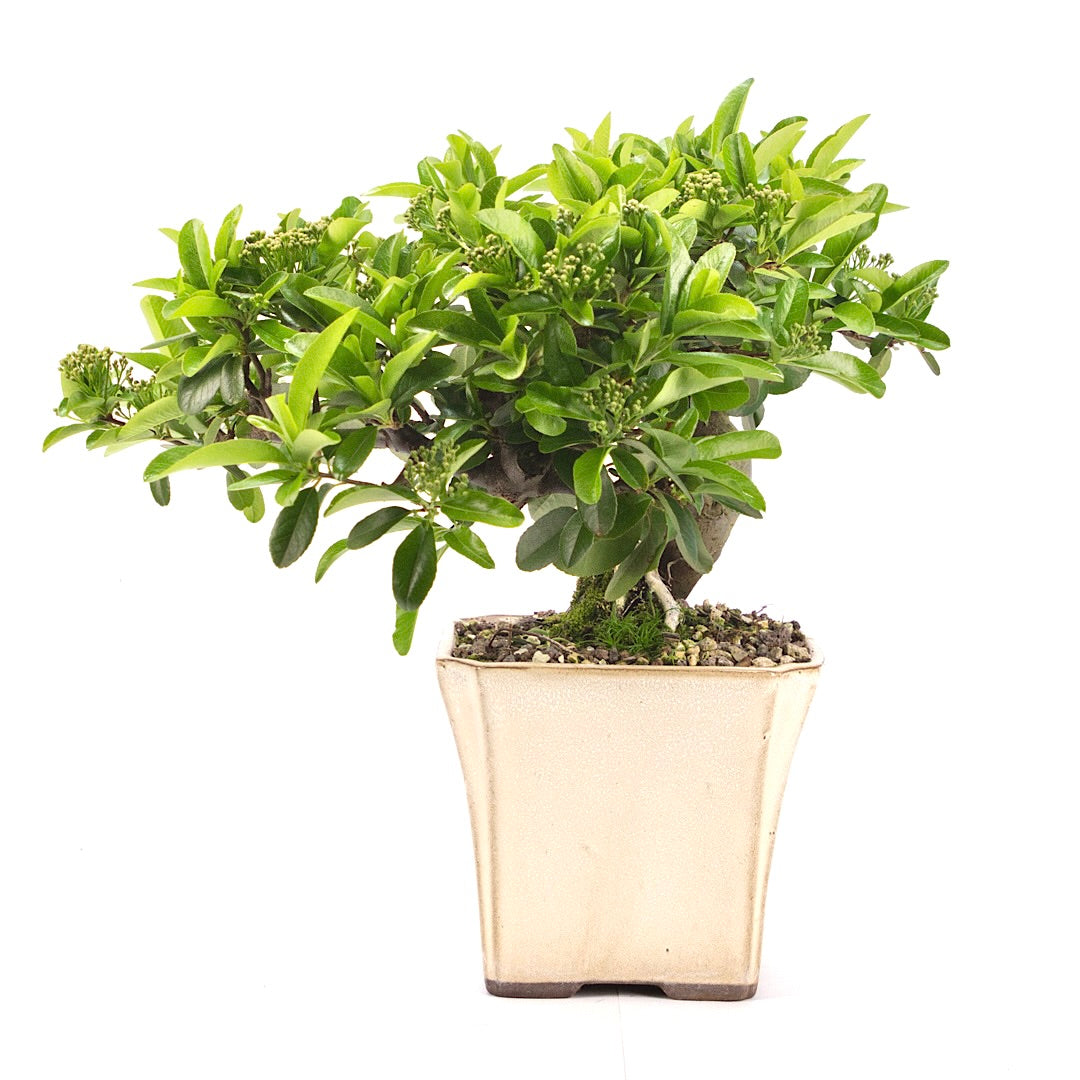 Feuerdorn 'Pyracantha coccinea'