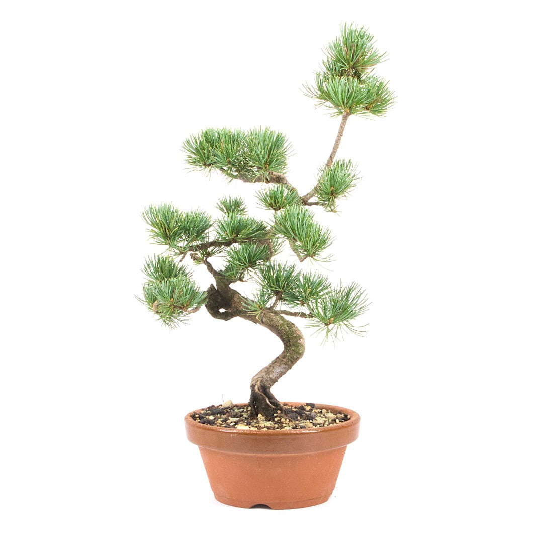 Mädchenkiefer 'Pinus parviflora'
