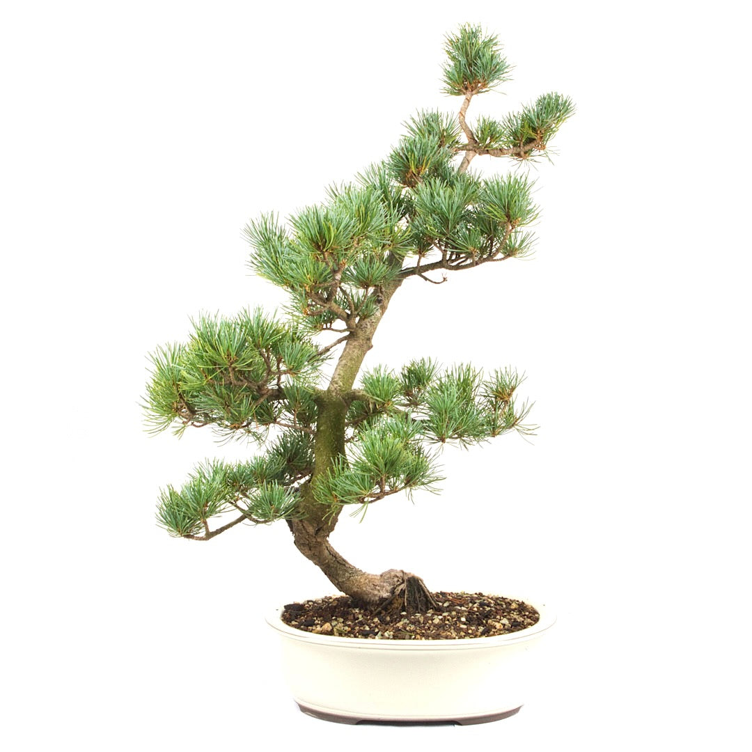 Mädchenkiefer 'Pinus parviflora'