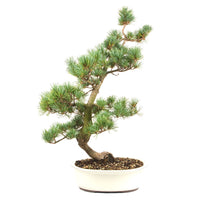 Mädchenkiefer 'Pinus parviflora'