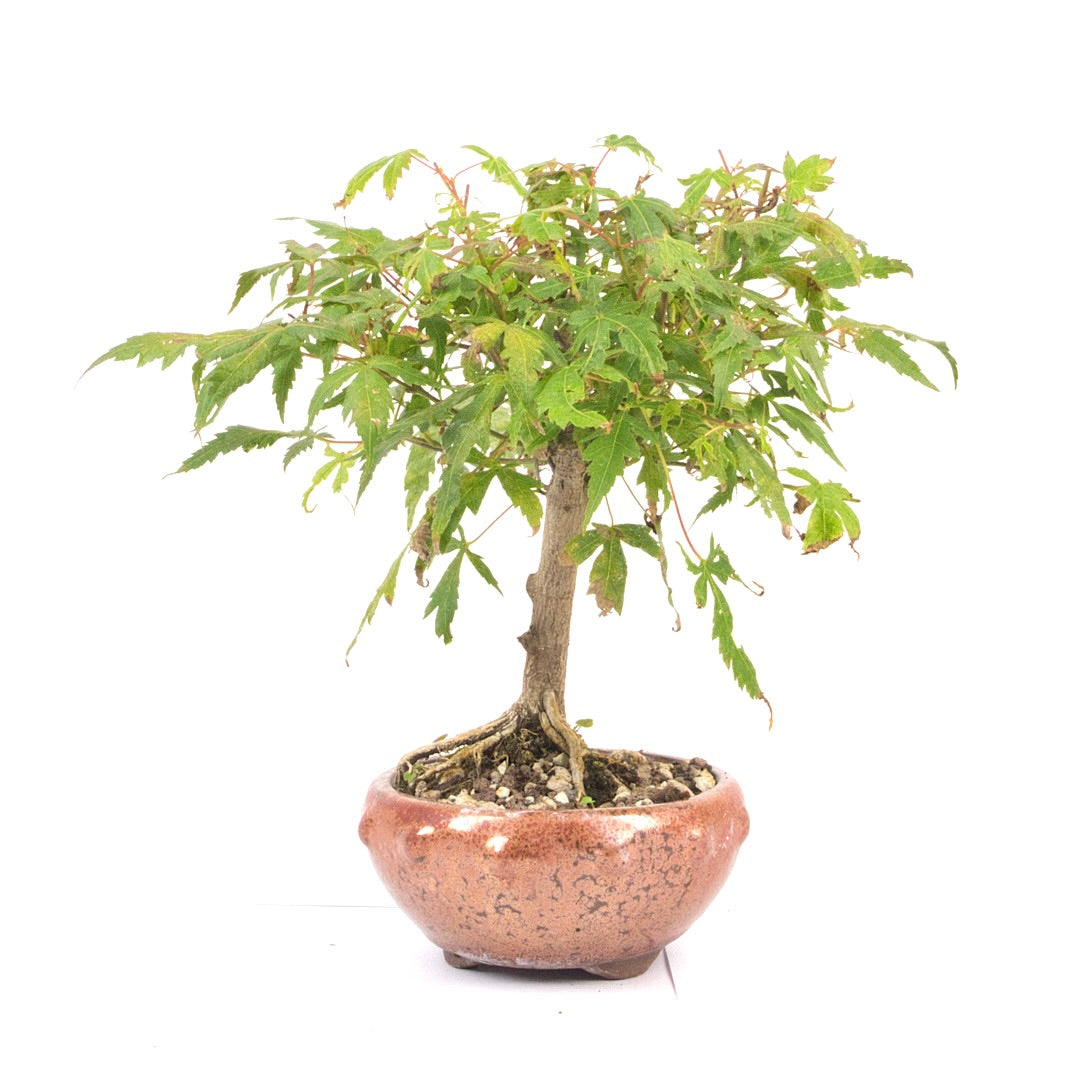 Fächer-Ahorn 'Acer palmatum'